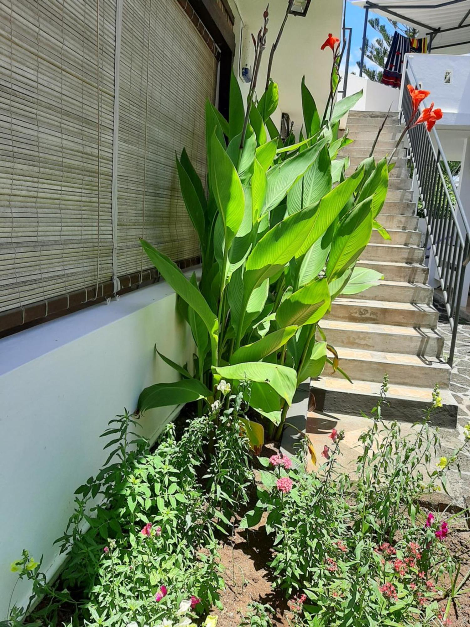 Le Beau Manguier Residence Pereybere Beach Chambre photo